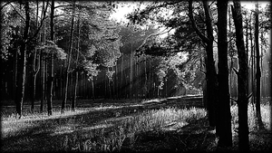 Просвет в лесу - картинки для гравировки